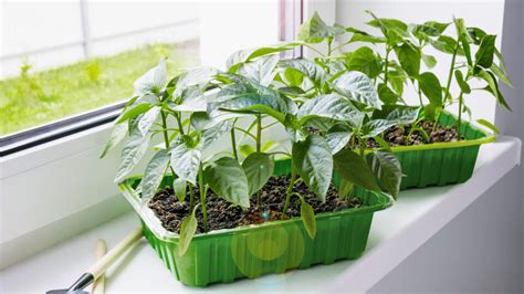 Výsev papriky a paradajok v malých črepníkoch na parapete