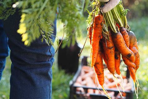 Čerstvo vykopaná mrkva a petržlen