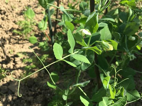 Zrelé struky hrachu na rastline