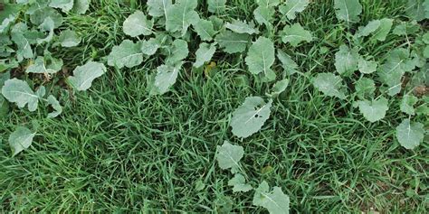 rôzne druhy burín rastúcich v obilninách