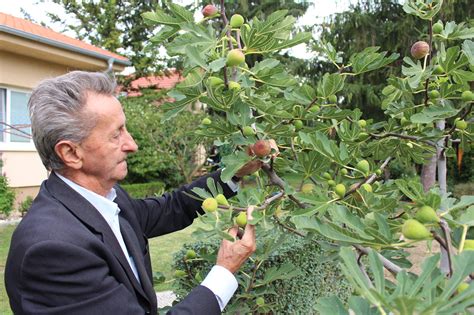 Zrelé plodnice hlivy ustricovej rastúce na drevenom pni v záhrade
