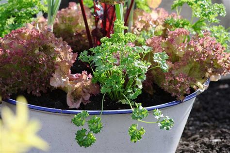 Ilustrácia mrkvy a petržlenu pestovaného v kvetináčoch na balkóne.