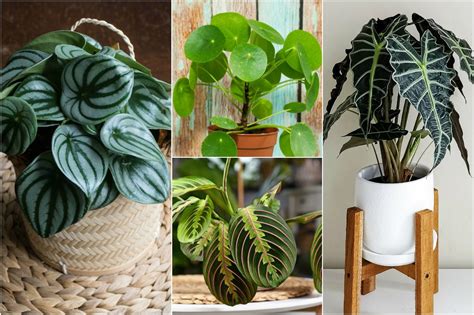 Detail tekvicovej rastliny s veľkými listami a plodmi