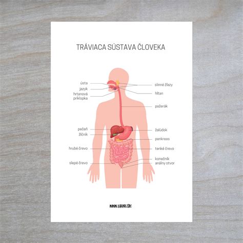 infografika s vyznačenými chorobami a baktériami, ktoré sa nachádzajú v psích výkaloch