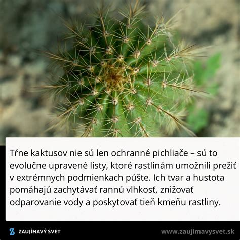 detailný pohľad na rastlinu maku s vyzretými makovicami