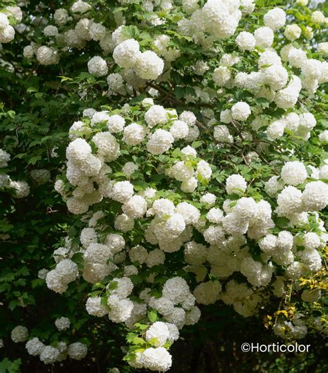 Koláž rôznych druhov kalín: Viburnum opulus 'Roseum', Viburnum x bodnantense 'Dawn', Viburnum farreri