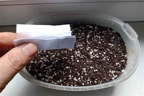 Ilustrácia procesu sterilizácie substrátu