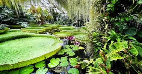 obrie lekno v bazéne Botanickej záhrady Seewoosagura Ramgoolama