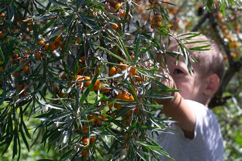 Detail zrelých plodov rakytníka pripravených na zber.