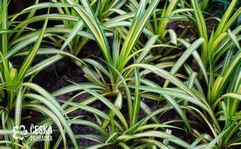 schéma správnej zálievky pre zelenec