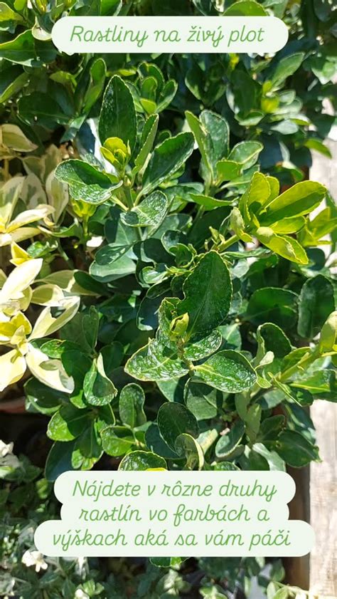 Široký výber rastlín v záhradníctve