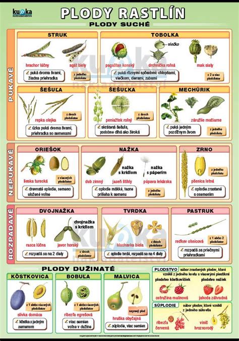 Infografika znázorňujúca vzťah medzi znameniami zverokruhu a časťami rastlín (korene, listy, kvety, plody)