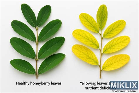 Porovnanie listov rastliny poškodených nadmerným slnečným žiarením (škvrny) a listov rastliny s nedostatkom svetla (bledé, žltnúce).