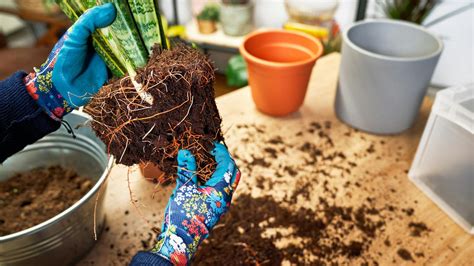 Infografika zobrazujúca dôvody, prečo je presádzanie rastlín dôležité.