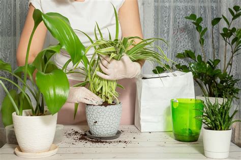 Schematické znázornenie krok za krokom, ako presadiť izbovú rastlinu.