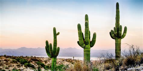 Ilustrácia zimoviska pre kaktusy s uvedením teplotných rozsahov