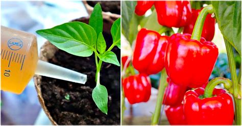 aplikácia tekutého hnojiva k rastline papriky