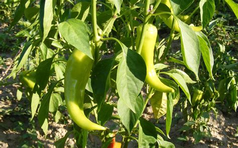 detail plodu papriky so suchou hnilobou na špičke