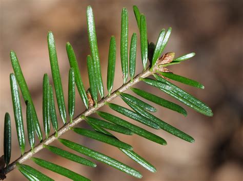 Detail koruny a vetvenia mladého stromu jedle Nordmannovej