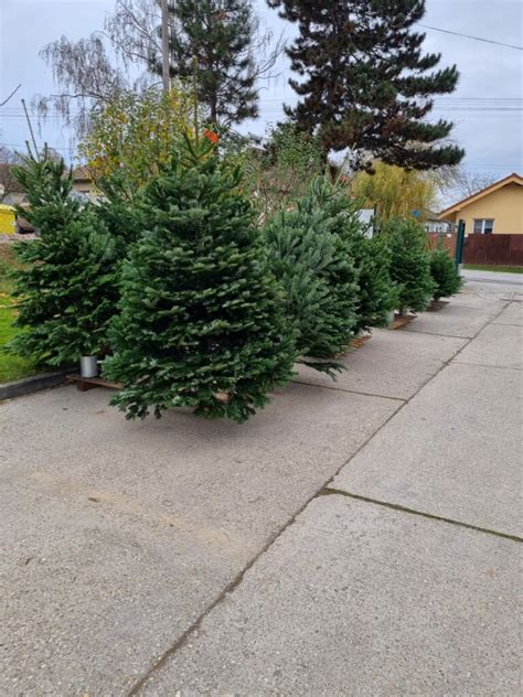 Porovnanie rôznych kultivarov jedle Nordmannovej