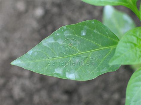 Infografika zobrazujúca rozdelenie pesticídov