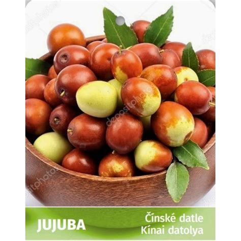 Ilustračná fotografia stromu jujuby s plodmi