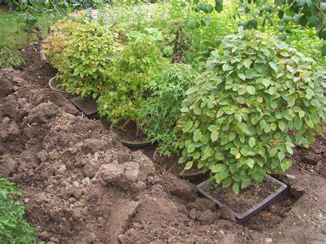 Ilustračné foto mladého turkestánskeho brestu vysadeného vo voľnej pôde