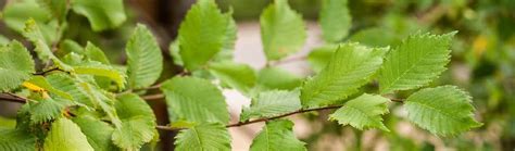 Detail malých, hustých listov turkestánskeho brestu