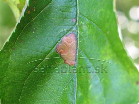 Detailný záber listu jablone s príznakmi chrastavitosti
