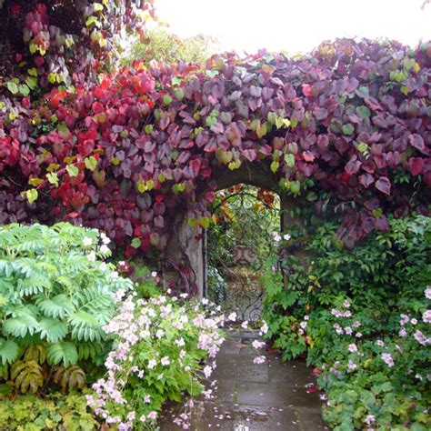 Jesenné sfarbenie listov viniča Coignetovej do červena