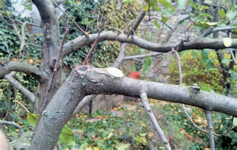 Ilustrácia znázorňujúca rez na prevod a rez na konárový krúžok