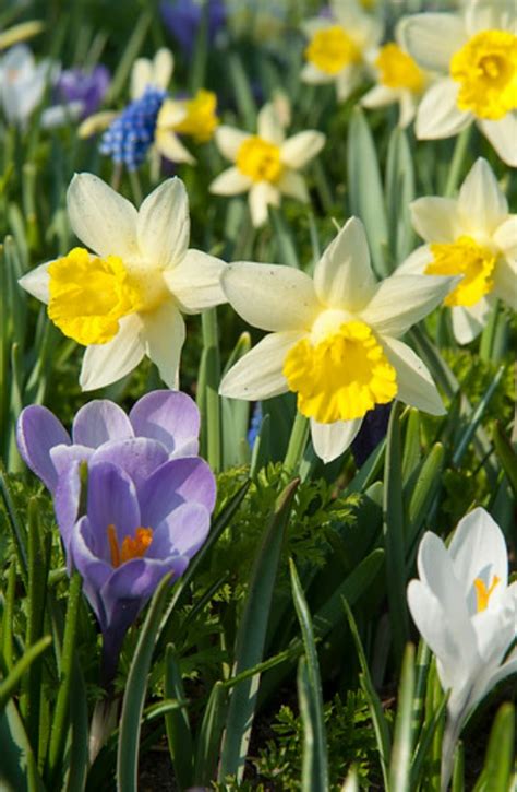 Koláž fotografií rôznych druhov jarných cibuľovín - tulipány, narcisy, hyacinty, krokusy, snežienky