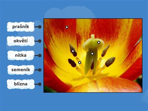 Detailný pohľad na cibuľku tulipánu s vyznačenou správnou hĺbkou výsadby