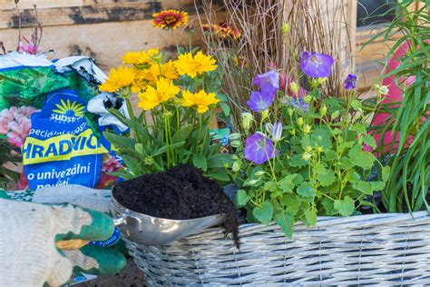 Ilustrácia presádzania šeflery do nového kvetináča