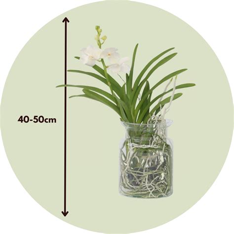 Orchidea Phalaenopsis v priehľadnej váze s machom a viditeľnými koreňmi.