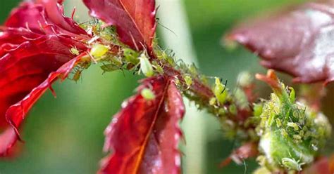 ruže napadnuté voškami