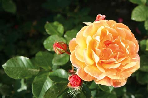 detail odrezku ruže s očkami a listami