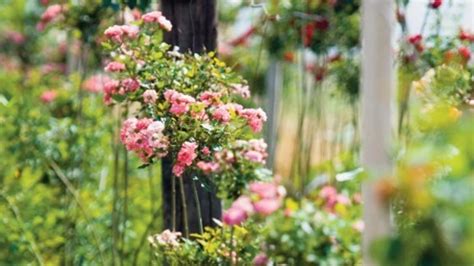 ukážka rôznych metód rozmnožovania ruží