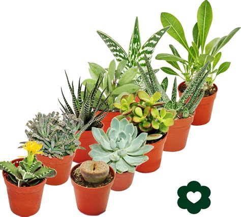 Ilustrácia rôznych druhov sukulentov a rastlín odolných voči suchu vhodných na hrob