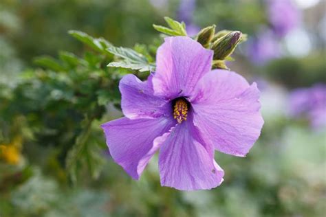 Ilustračná fotografia rôznych farebných kvetov ibišteka