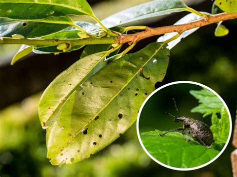 Ilustrácia vošiek na listoch ibišteka