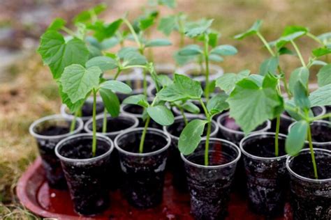 Detail výsadby jahodovej sadenice do otvoru v PVC rúre