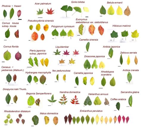 ilustrácia rôznych druhov vošiek na listoch rastlín