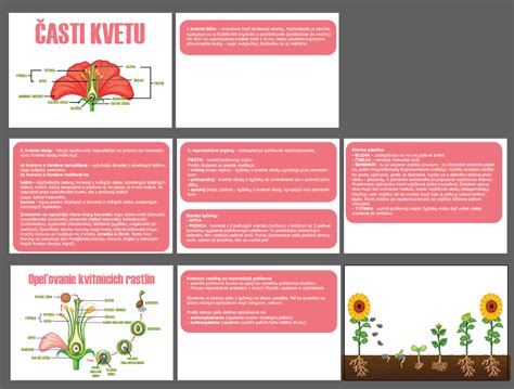 diagram znázorňujúci proces opeľovania kukurice vetrom a ručné opeľovanie