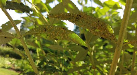 Ilustrácia vošiek na listoch malín