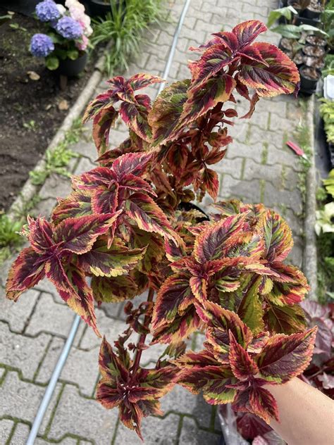 Detail listov odrody Koleus Colocha Rose