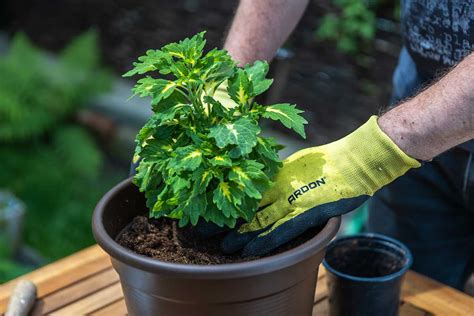 Koleus pestovaný v nádobe na balkóne