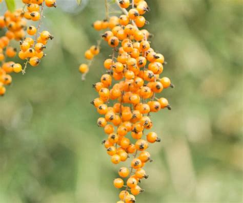 Ilustrácia zrelých plodov rakytníka na konári.