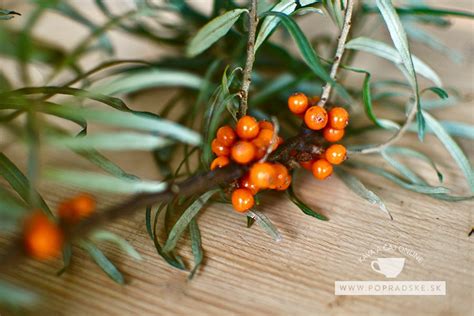 Ilustrácia správneho prerezávania konárov rakytníka.