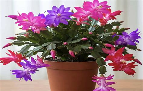 Ilustrácia vianočného kaktusu s typickými Segmentovanými listami a farebnými kvetmi.